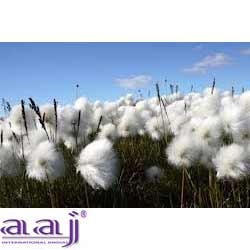 Manufacturers Exporters and Wholesale Suppliers of Organic Cotton Yarn Hinganghat Maharashtra